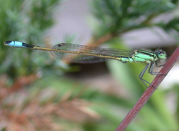 Rambur's Forktail Rambur's Forktail